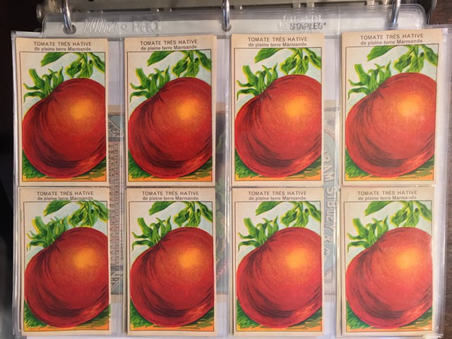 Vintage tomato seed packets - RACHEL JONES