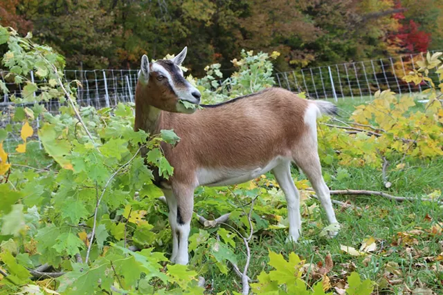 Daisy the goat - COURTESY OF SARAH NOLIN