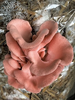 Oyster mushrooms - SUZANNE PODHAIZER