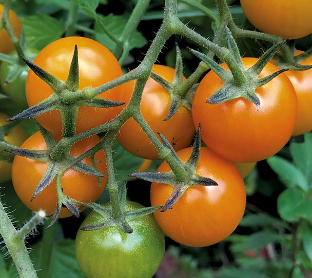 Cherry tomatoes - SUZANNE PODHAIZER
