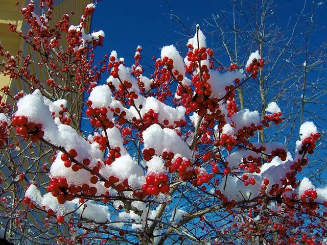 Winterberry - COURTESY OF ROCKY DALE GARDENS