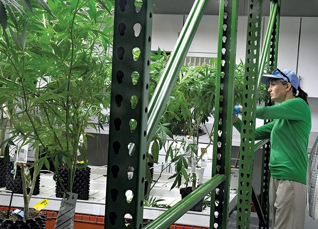 Plants at Champlain Valley Dispensary, one of the state's current operations - FILE: LEE KROHN