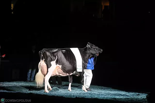 Blexy, Supreme Champion of the World Dairy Expo - COURTESY OF SHARYN ABBOTT