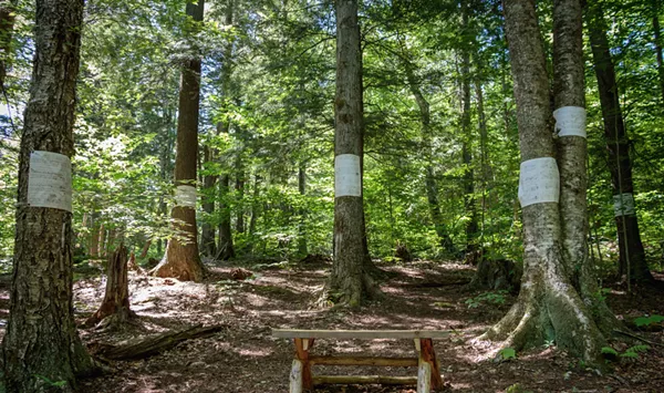 Yellow Barn Brings Beethoven's Music to the Woods of Putney