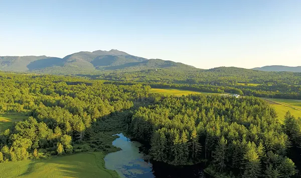 How the Climate Crisis and Pests Are Impacting Four Tree Species in Vermont&rsquo;s Woods