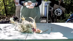 Youths Get Hands-On Experience With Death at Shelburne&rsquo;s New Village Farm