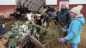 Stuck in Vermont: Vermont Land Trust&rsquo;s Christmas Tree Drop-Off for Dhaurali Goats at Pine Island Community Farm in Colchester