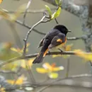 Audubon West Rutland Marsh Bird Walk