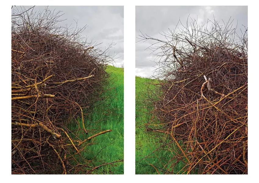 "Apple Pruning Brush Piles in Spring Rain, Putney, VT" by Brent Seabrook