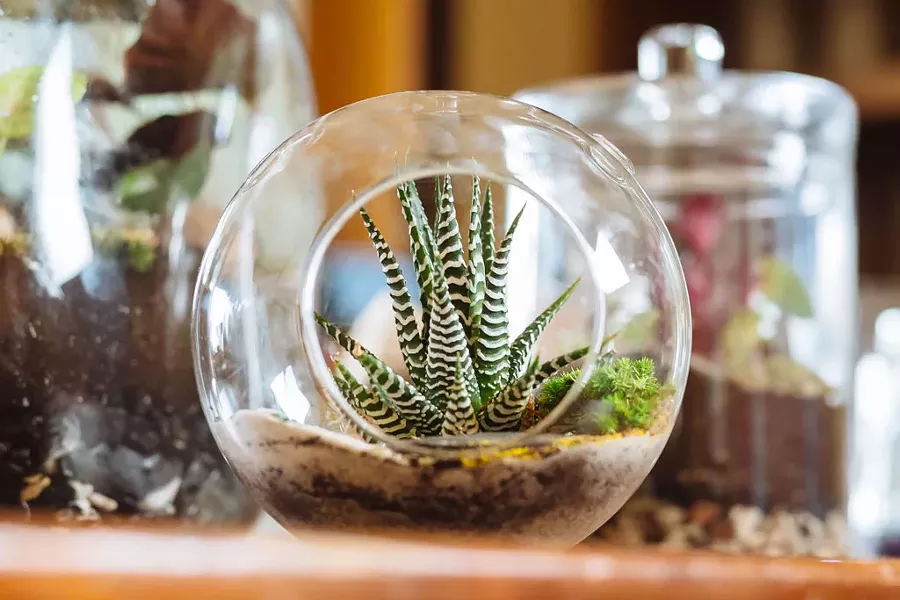A terrarium created by Susan Goldstein - OLIVER PARINI