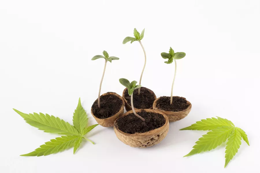 Just gettin' growing - ZUZANA SCHEBESTOVÁ | DREAMSTIME.COM