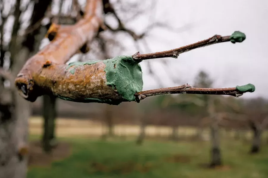 Grafted apple tree branch - COURTESY OF SHACKSBURY