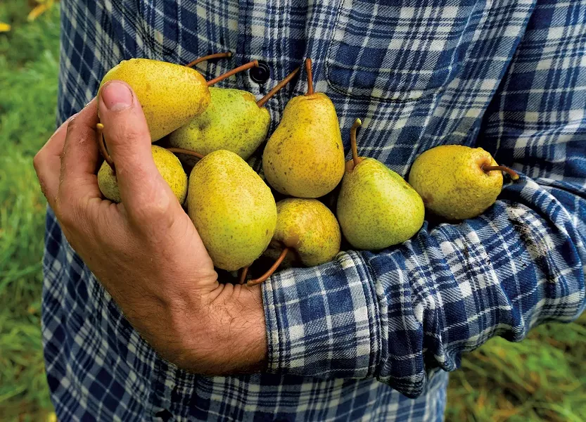 Pears - JEB WALLACE-BRODEUR