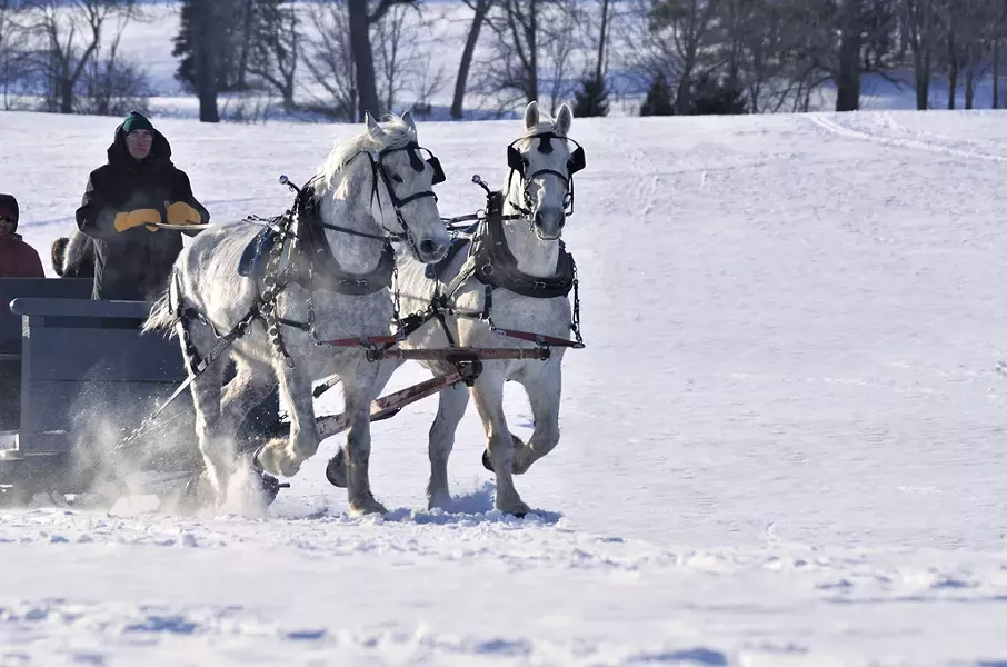 Pat Palmer and his draft horse team at Shelburne Farms - COURTESY OF JEAN CROSS