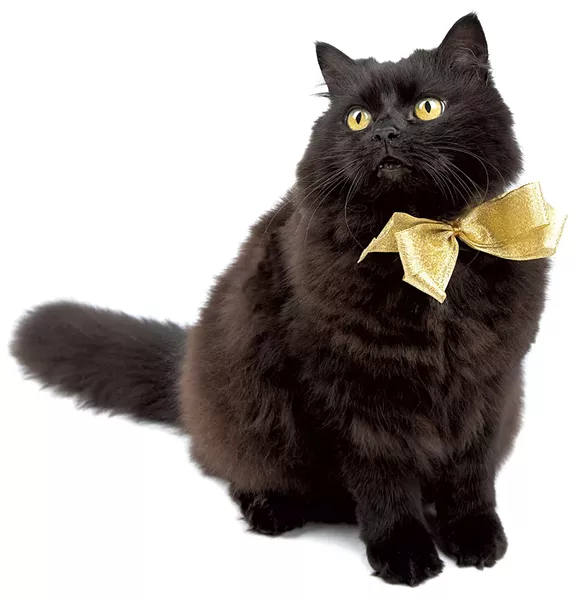 10-pets-cat.jpg