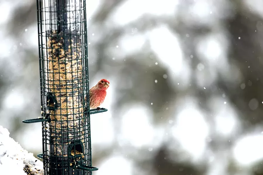 Winter birdfeeder - JAMES BUCK
