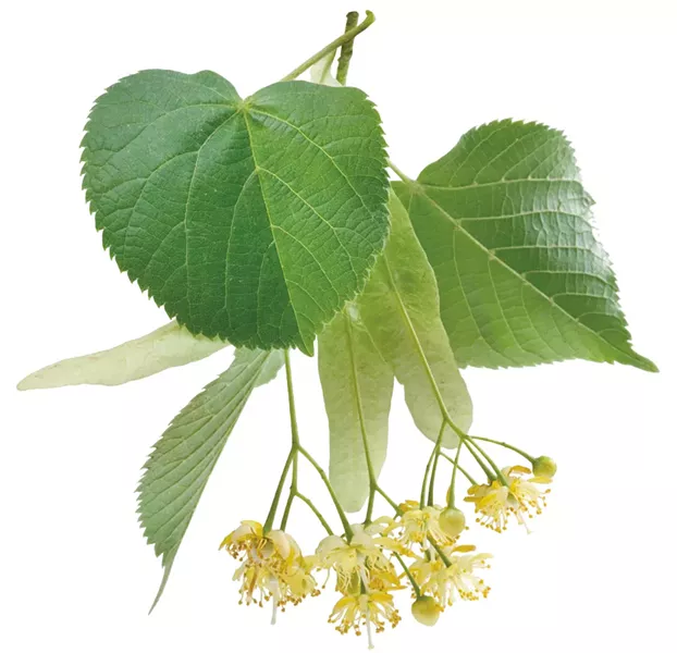 Linden leaves and flowers - DREAMSTIME