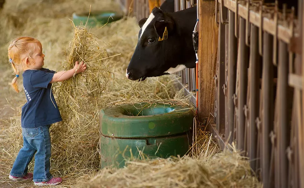 Ella Purchase at Fairmont Farm in East Montpelier - © CABOT CREAMERY CO-OPERATIVE