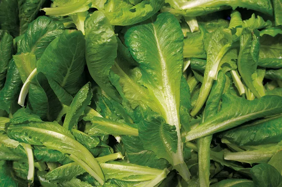 Just-harvested romaine lettuce at Ceres Greens - JEB WALLACE-BRODEUR