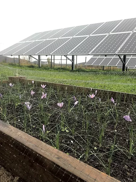 Saffron flowers (in foreground) growing near a solar array - COURTESY OF ARASH GHALEHGOLABBEHBAHANI