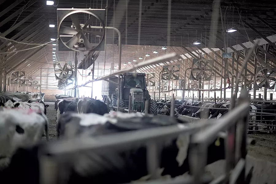 Jason Vorsteveld driving the feed wagon through the barn - CALEB KENNA