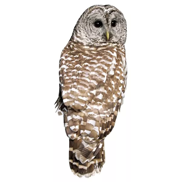 Barred owl - © W. SCHLAEGER | DREAMSTIME.COM