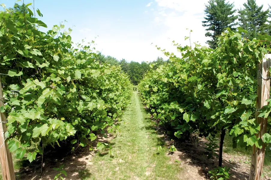 The vineyard at Hid-In-Pines - HANNAH PALMER EGAN
