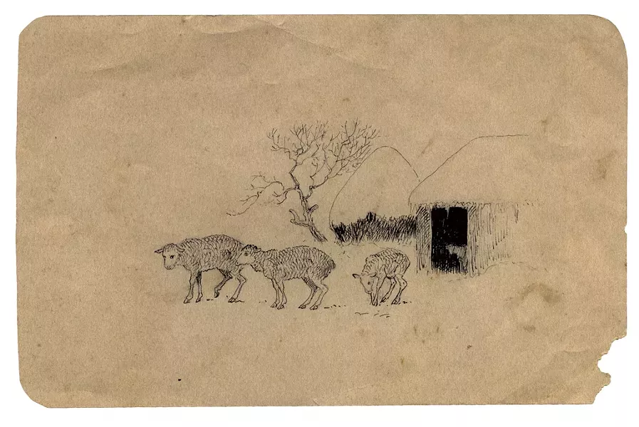"Young Merinos"