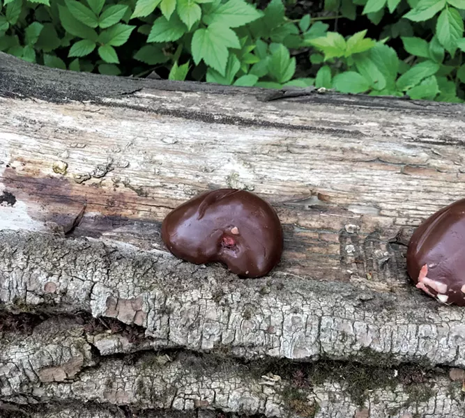 Animal kidneys on a log at the Intervale - PHOTOS: SALLY POLLAK