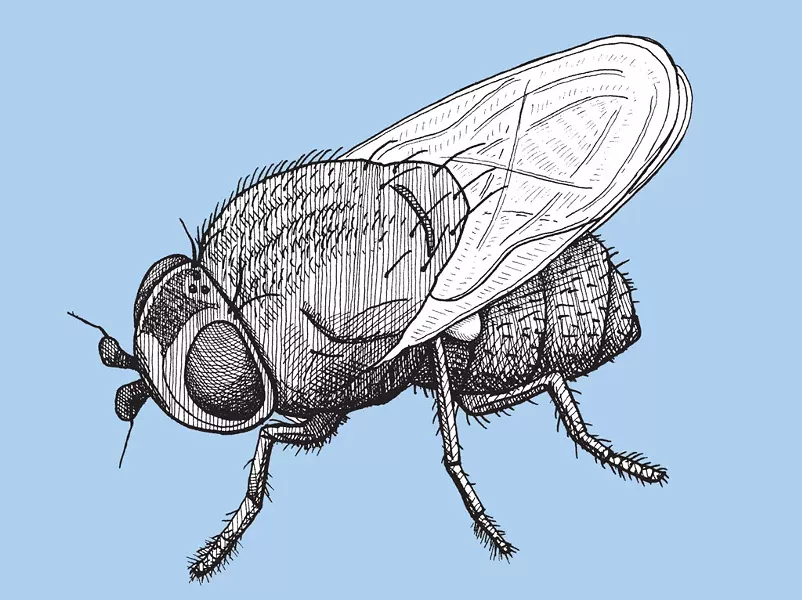 Silver fly - MATT MORRIS