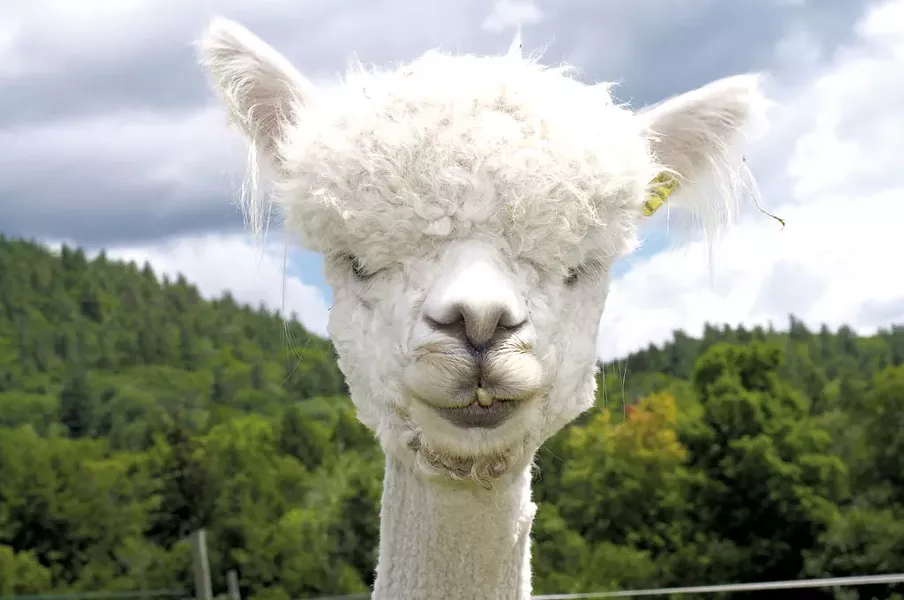 Female alpaca - HANNAH PALMER EGAN
