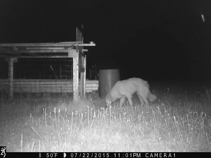 Murphy caught on camera at night - COURTESY OF WILSON RING
