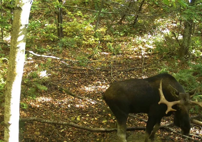 Moose - COURTESY OF JENS HILKE