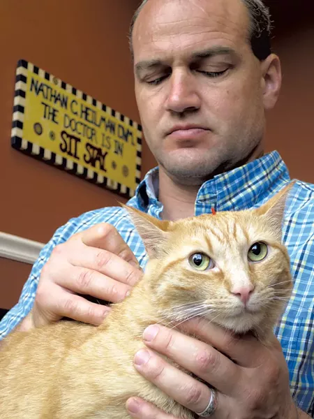 Doc the cat getting acupuncture - MATTHEW THORSEN