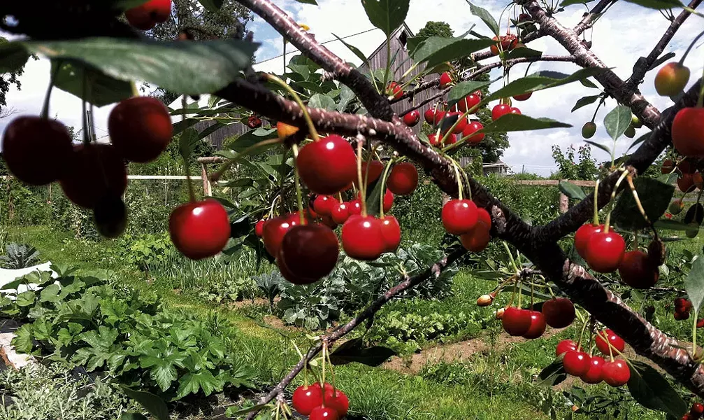 Cherry tree at East Hill Tree Farm - COURTESY OF EAST HILL TREE FARM