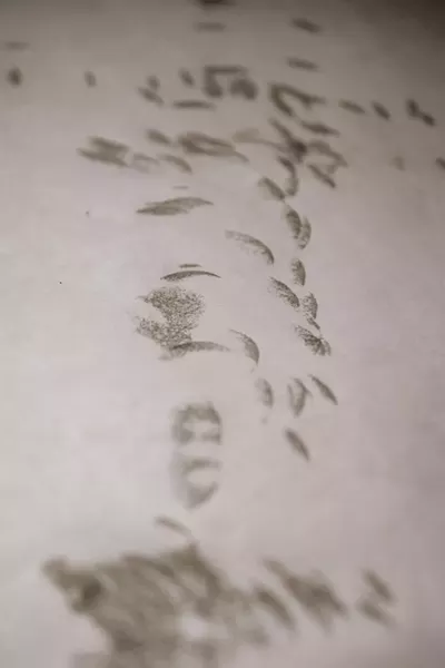Hammer marks on Tyvek - COURTESY OF BCA CENTER