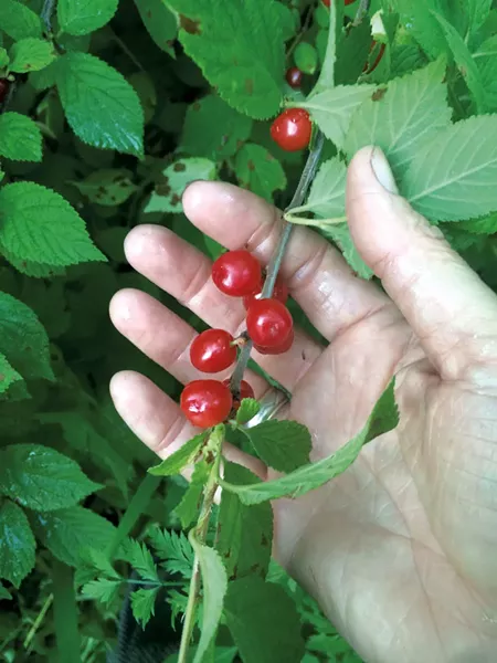 Nanking cherries at Vermont Edible Landscapes - COURTESY OF VERMONT EDIBLE LANDSCAPES