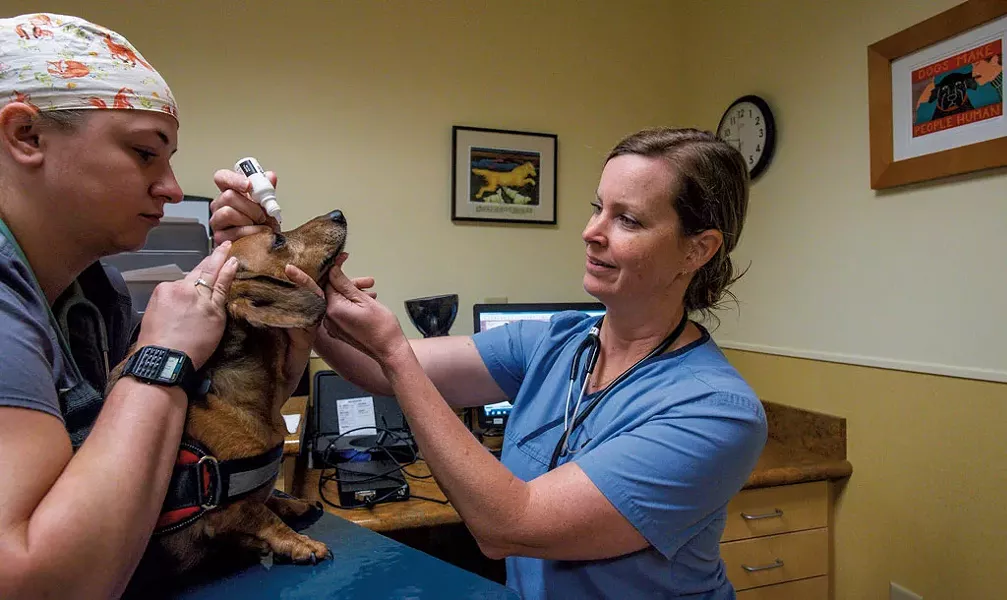 Dr. Sarah Hoy (right) and veterinary technician Marie Ploof preparing Ralphie, an 8-year-old dachshund, for an eye ultrasound before cataract surgery - GLENN RUSSELL