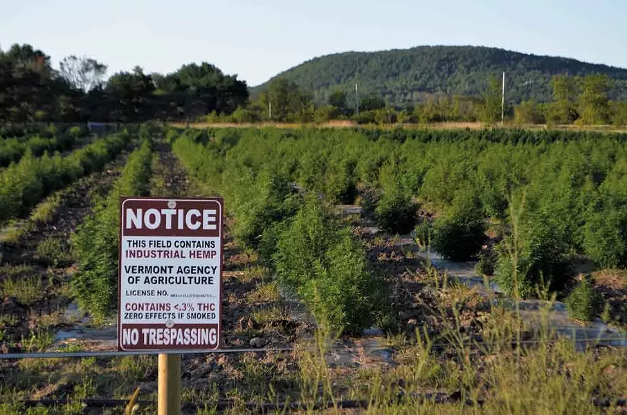 Charlotte hemp fields - KEN PICARD