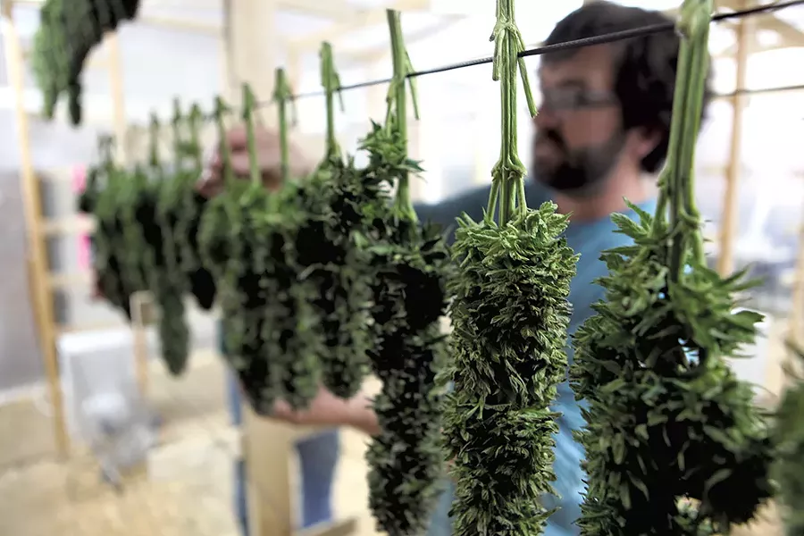 Steve Querrey hanging trimmed hemp to dry - KEVIN MCCALLUM