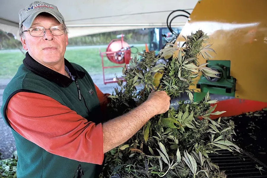Chris Teitsma harvesting hemp flowers - KEVIN MCCALLUM