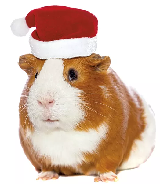guineapighat.jpg