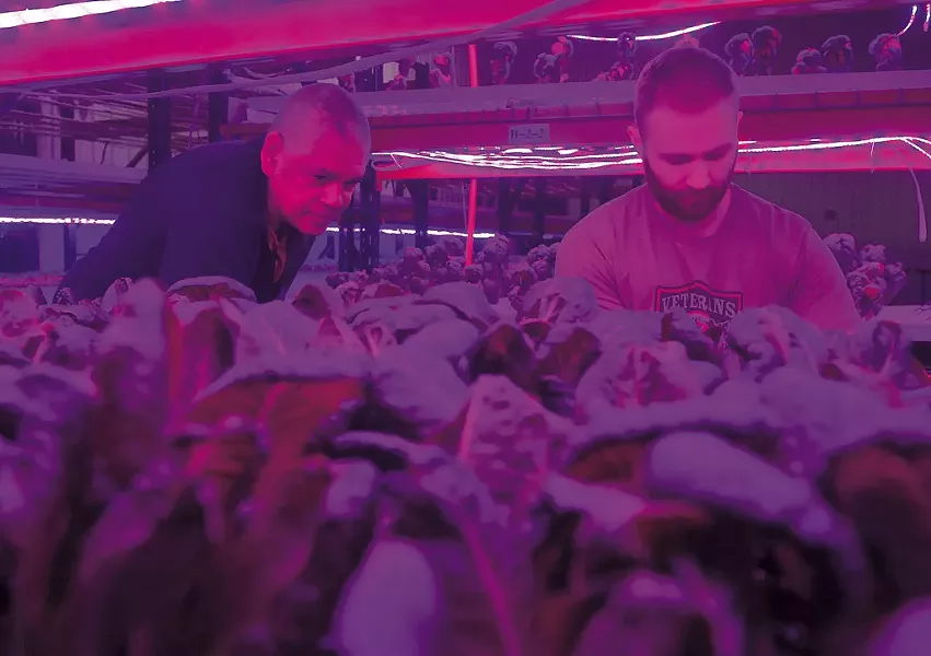 Greg Kelly (left) and Jacob Isham harvesting greens beneath colored LED lights at Ceres Greens - FILE: JEB WALLACE-BRODEUR