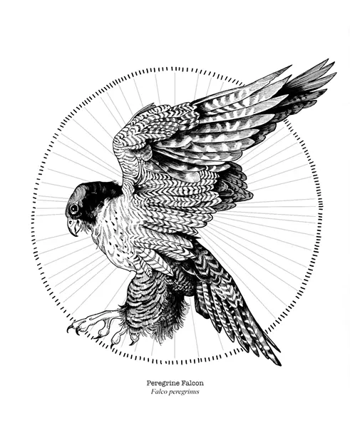 Drawing from Hilary Glass' bird calendar - COURTESY PHOTO