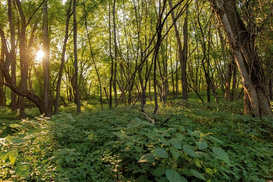 Exploring the Burlington Wildways - COURTESY OF ZOE RICHARDS