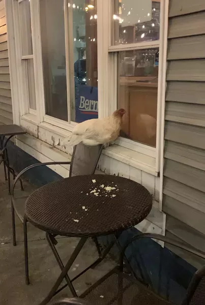 "Henrietta" making herself at home on the patio of St. Paul Street Gastrogrub - KATIE HODGES