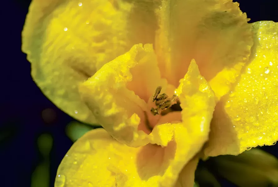 Daylilies at Jen Kennedy's home in Underhill - GLENN RUSSELL
