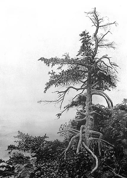 "Acadian Mist" - GABRIEL TEMPESTA