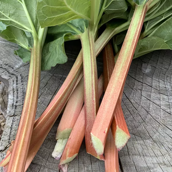Rhubarb fresh cut from the garden - MELISSA PASANEN