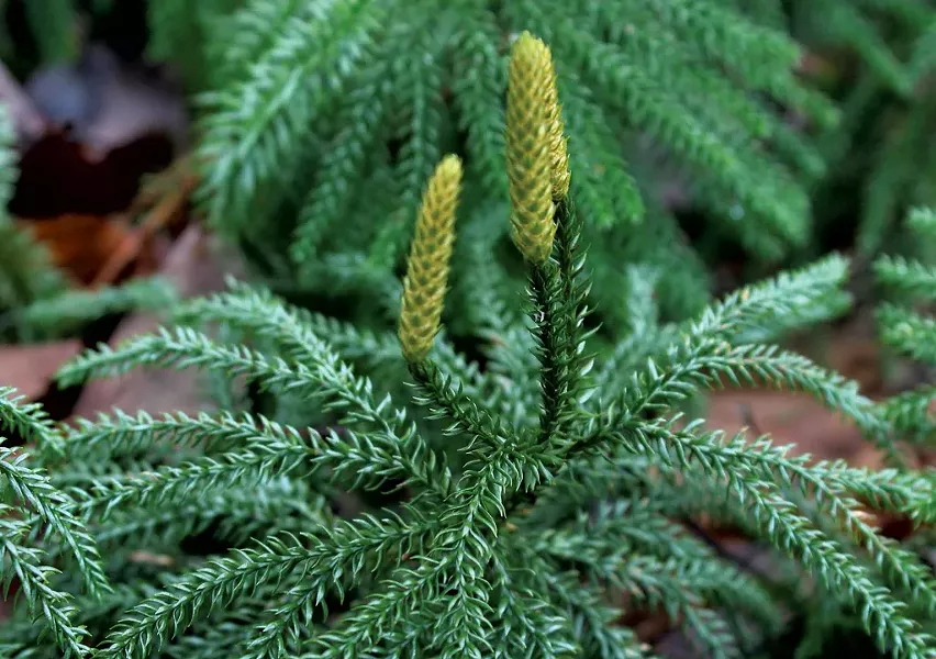 "Princess pine" - TRISTAN VON DUNTZ